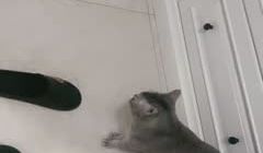 母狗就是骚，各种各样道具，情绪服娇小身躯与粗大阳